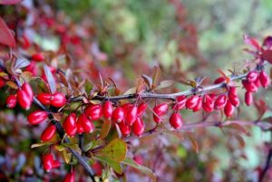 Barberry Berberis Vulgaris L Overview And Health Benefits