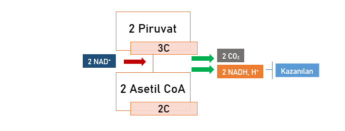 Piruvatın Asetil CoA'ya dönüştürülmesi