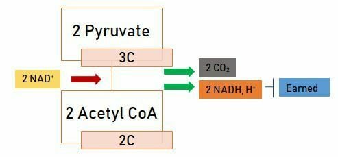 Conversion of pyruvate to acetyl CoA