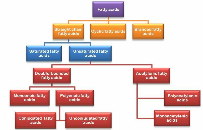 Schema showing classification of fatty acids