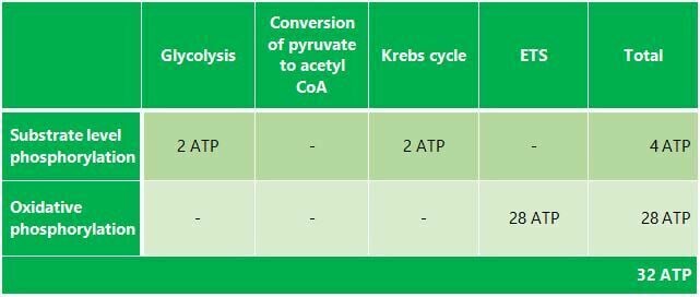 total amount of ATP produced from one mole of glucose