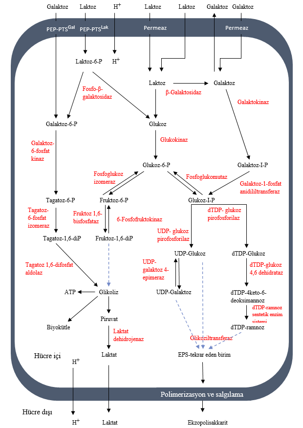 Ekzopolisakkarit biyosentezini gösteren diyagram