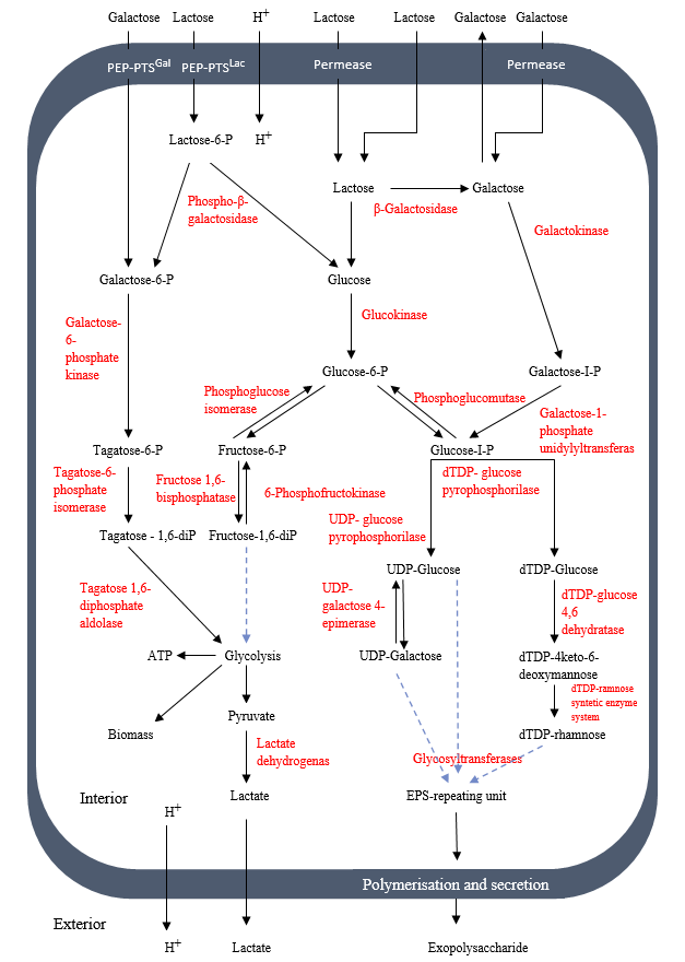 Diagram showing exopolysaccharide production