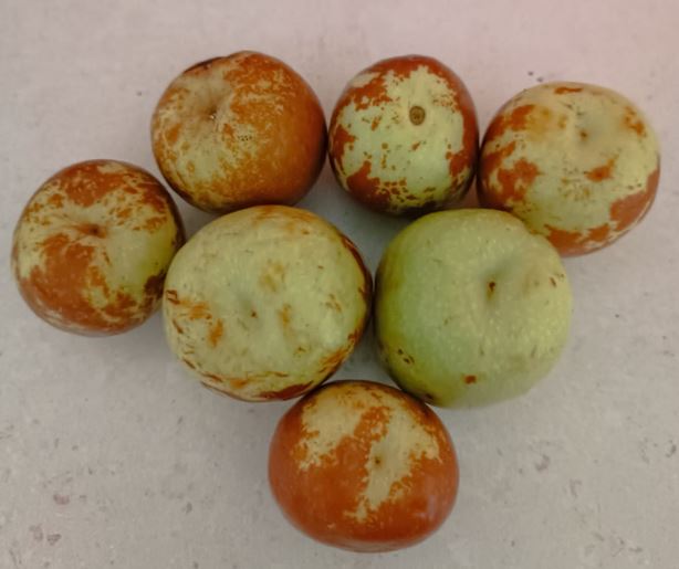 a photo of jujube fruit