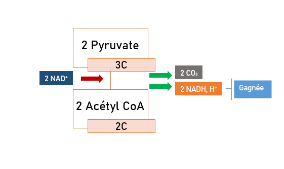 Schéma de conversion du pyruvate en acétyl Coa