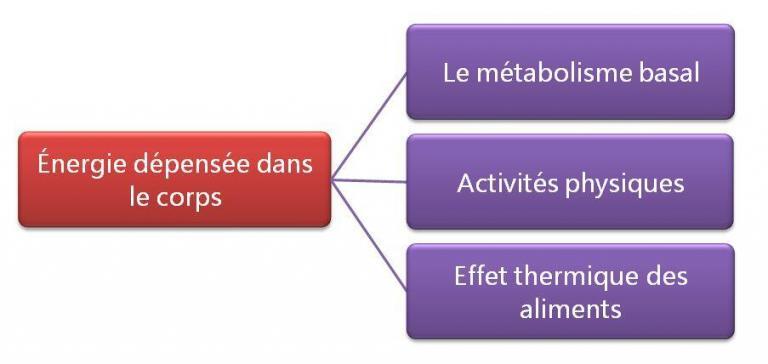 Diagramme montrant les types d'énergie dépensés dans le corps