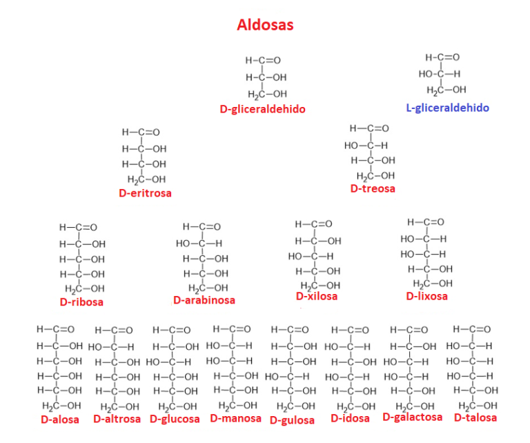 Diagrama que muestra la proyección de Fischer de las aldosas.