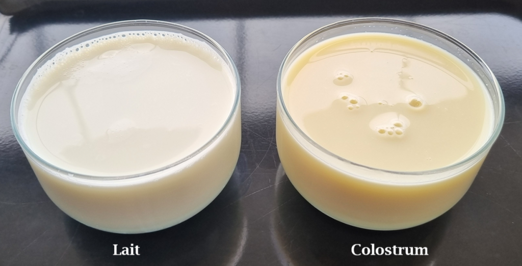 Une photo de lait et de colostrum