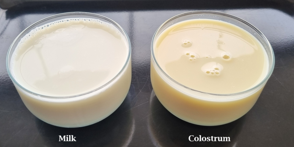 A photo of milk and colostrum