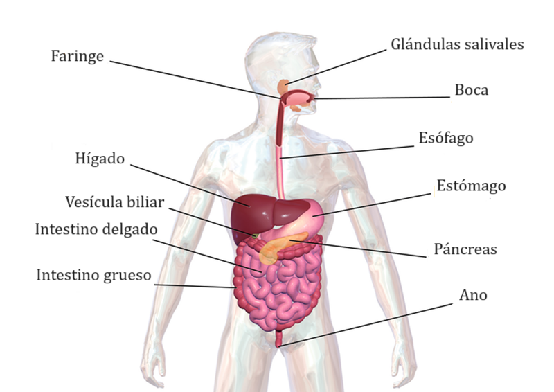 Una imagen del sistema digestivo