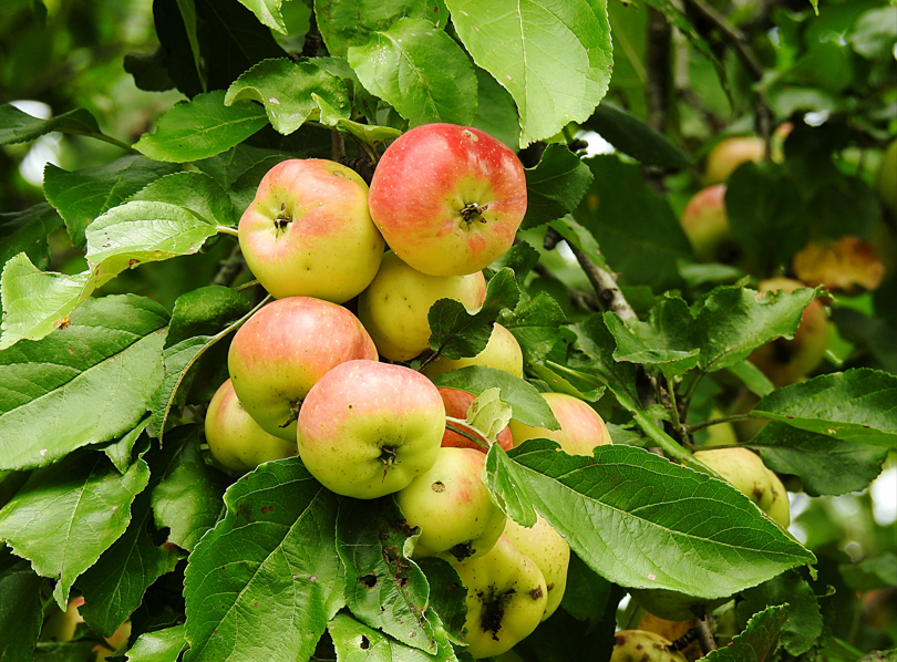foto de manzana silvestre