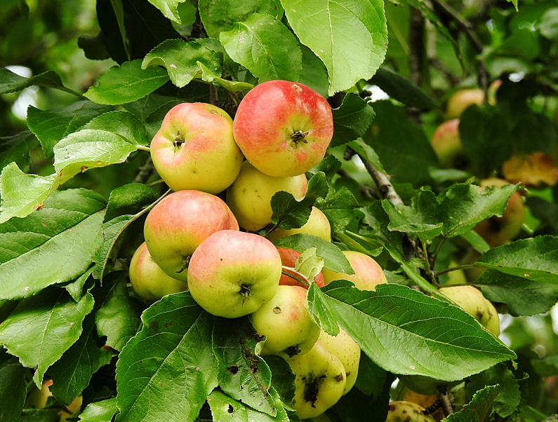 photo de pomme sauvage