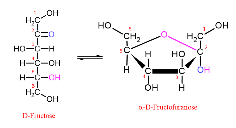 Diagram showing the conversion of D-fructose to the furanose ring.