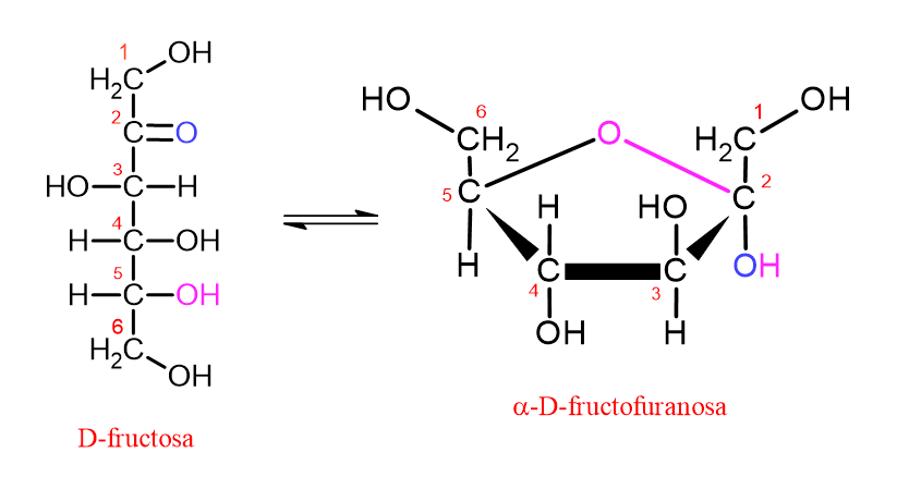 Diagrama que muestra la conversión de D-fructosa a su forma furanosa
