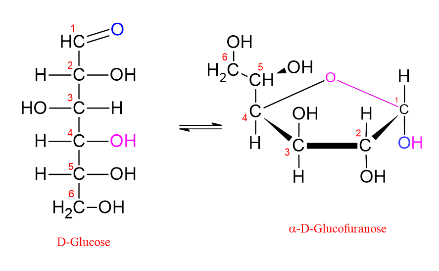 Diagram showing the conversion of D-glucose to the furanose ring.