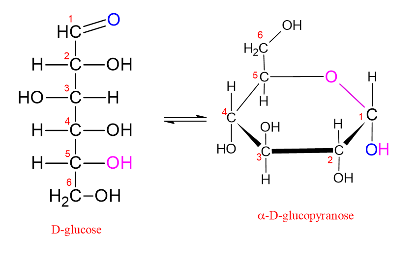 Image montrant la conversion du D-glucose en forme pyranose