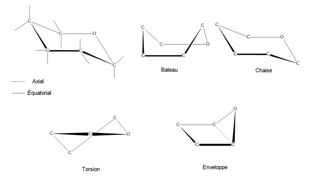Image montrant les différentes conformations des monosaccharides